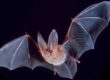 Fledermaus im Flug