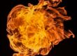 Feuerblume