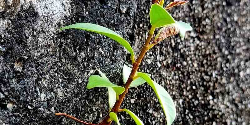 Pflanze wächst an einer Betonmauer Pflanze wächst an einer Betonmauer - Symbol für die Lebenskraft
