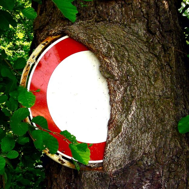 Baum_baum_stopzeichen_web Baum umwächst ein Stopschild - ein Symbol für die Flexibilität und Durchsetzungskraft des Holzelements