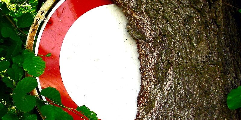 Baum_baum_stopzeichen_web Baum umwächst ein Stopschild - ein Symbol für die Flexibilität und Durchsetzungskraft des Holzelements