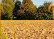Erde, Feld, Boden, Grund - Erd-Element, Wandlungsphase