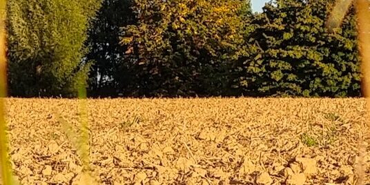 Erde, Feld, Boden, Grund – Erd-Element, Wandlungsphase Erde, Feld, Boden, Grund - Erd-Element, Wandlungsphase