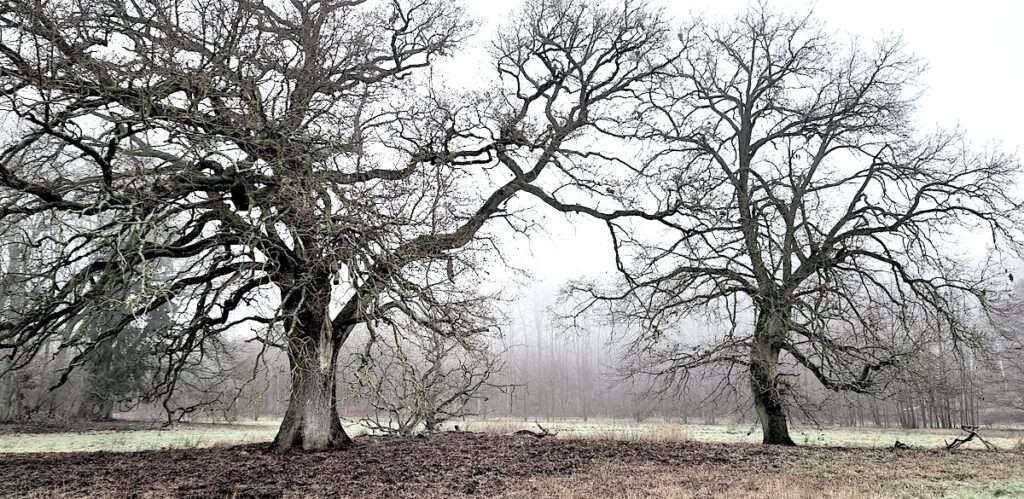 Bäume im Herbst, Struktur, Rückzug – Ausdruck der Wandlungsphase Metall 